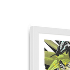 Butterfly Tropicana Framed Print The Gathering Framed Print