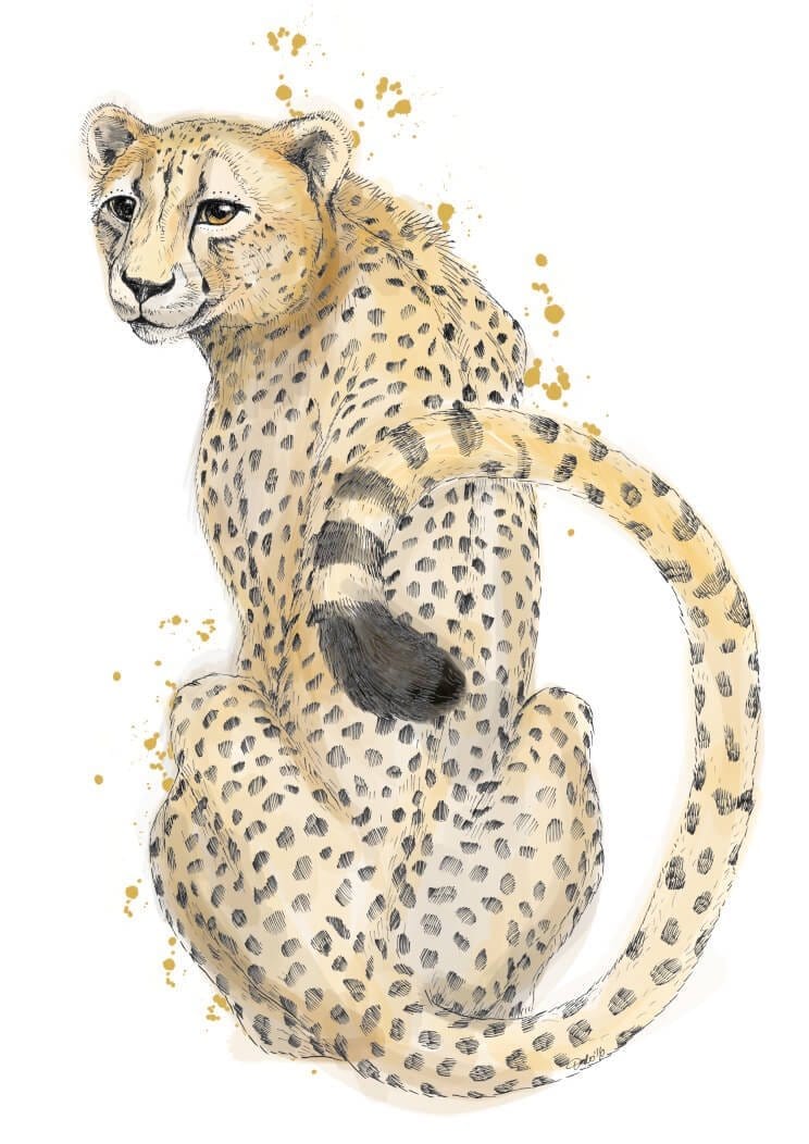 Cheetah Sits Matte Art Print Fluffy Tails & a Sloth A4 (21 X 29.7 cm) Art Print