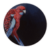 Crimson Rosella Giclée Art Print Exotic Bird Paintings 8" Square (20.32 X 20.32 cm) Square GIclee Art Print