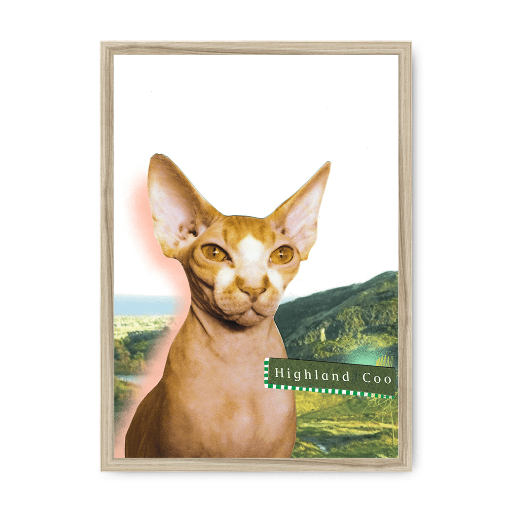 Highland Coo Framed Print Cat Cafe A3 (297 X 420 mm) / Natural / No Mount (All Art) Framed Print