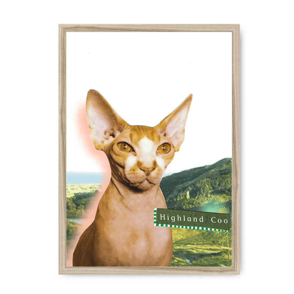 Highland Coo Framed Print Cat Cafe A3 (297 X 420 mm) / Natural / No Mount (All Art) Framed Print