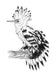 Hoopoe Ink Drawing Matte Art Print Ink Birds Art Print