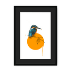 Kingfisher Framed Print Drippy Birds A3 (297 X 420 mm) / Black / Black Mount Framed Print