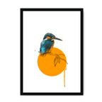 Kingfisher Framed Print Drippy Birds A3 (297 X 420 mm) / Black / No Mount (All Art) Framed Print