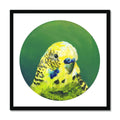 Green Budgie Framed Print Exotic Bird Paintings 20"x20" / Black Frame Framed Print
