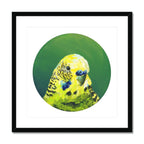 Green Budgie Framed & Mounted Print Exotic Bird Paintings 20"x20" / Black Frame Mounted Print