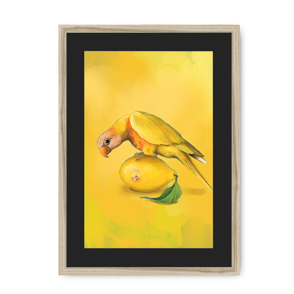 Lemon Lorikeet Framed Print Sticky Beaks A3 (297 X 420 mm) / Natural / Black Mount Framed Print