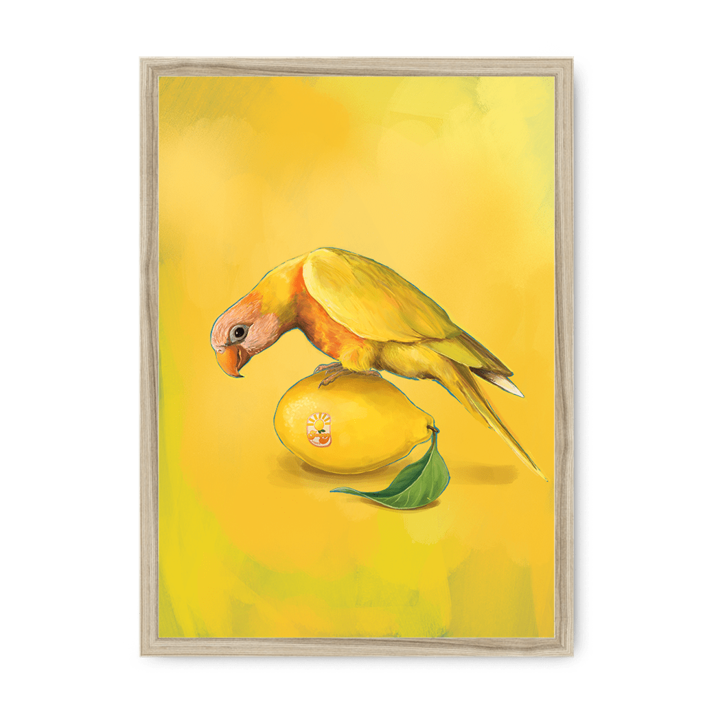 Lemon Lorikeet Framed Print Sticky Beaks A3 (297 X 420 mm) / Natural / No Mount (All Art) Framed Print