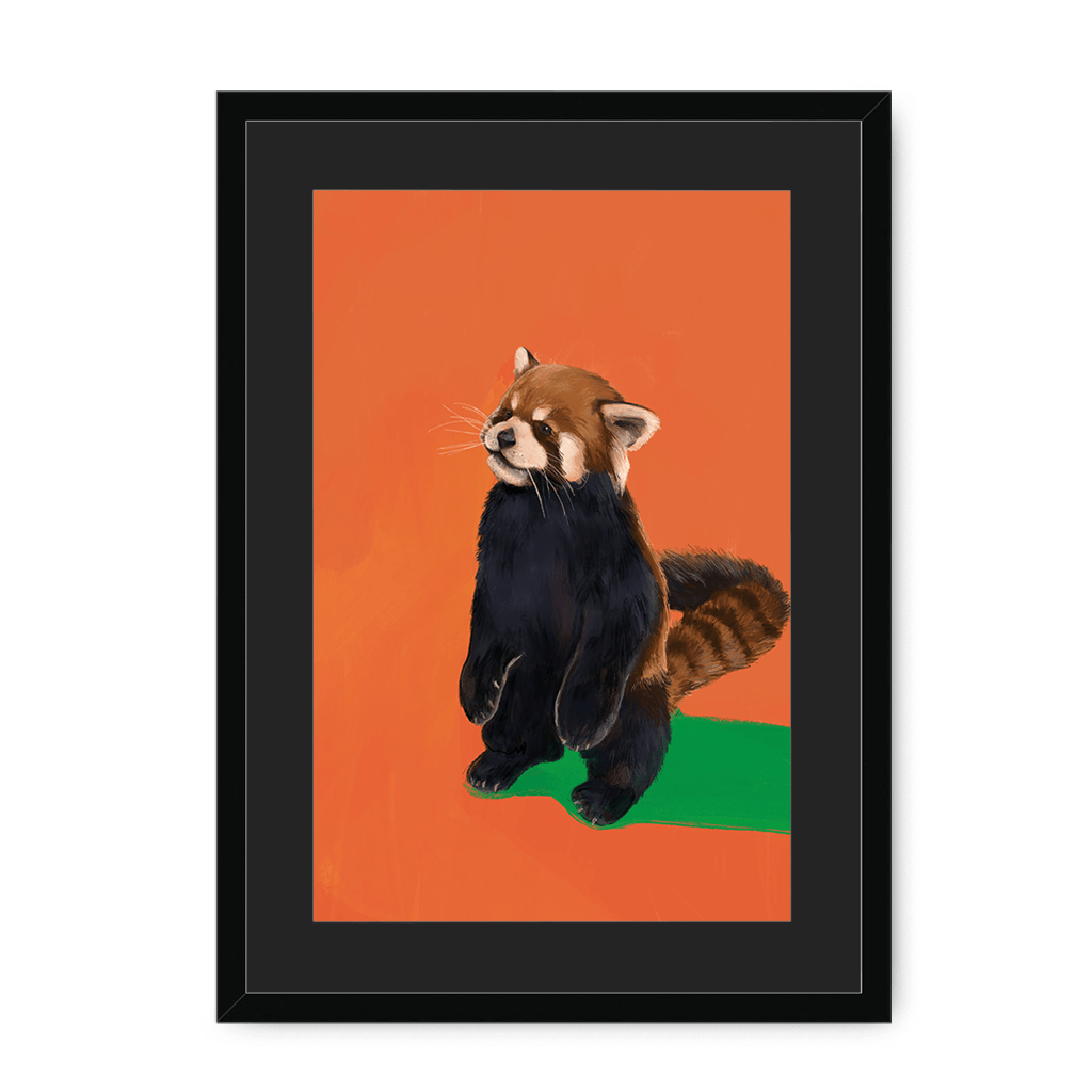 Red Panda OG Framed Print Food Fur & Feathers A3 (297 X 420 mm) / Black / Black Mount Framed Print