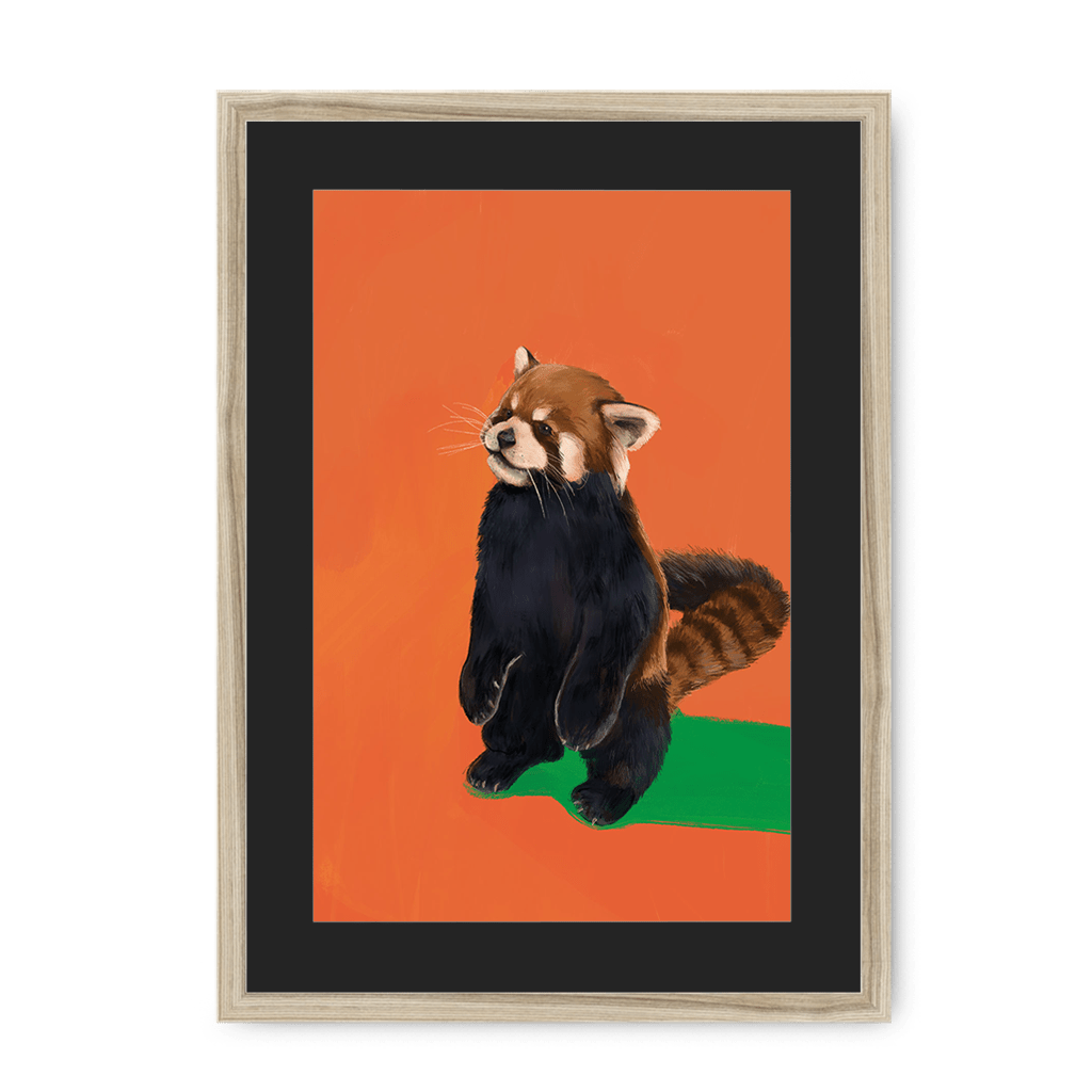 Red Panda OG Framed Print Food Fur & Feathers A3 (297 X 420 mm) / Natural / Black Mount Framed Print