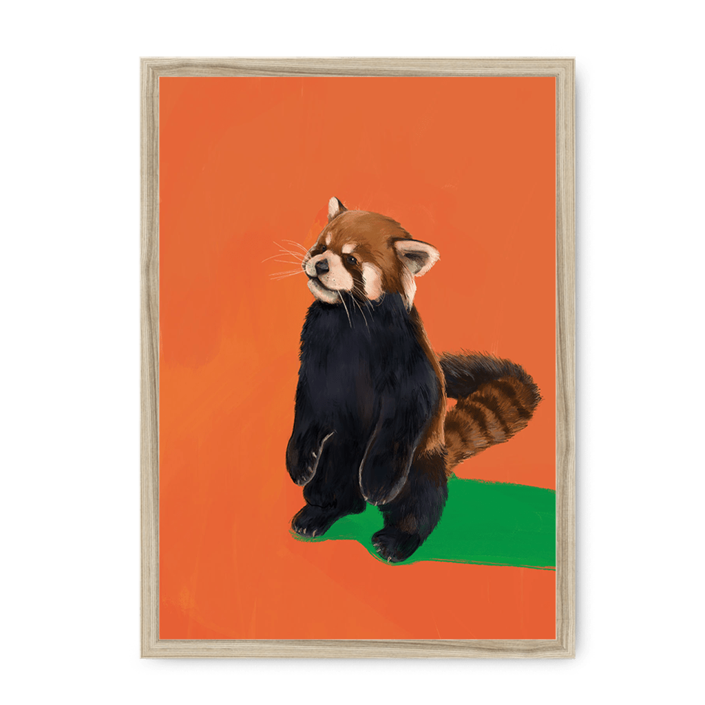 Red Panda OG Framed Print Food Fur & Feathers A3 (297 X 420 mm) / Natural / No Mount (All Art) Framed Print