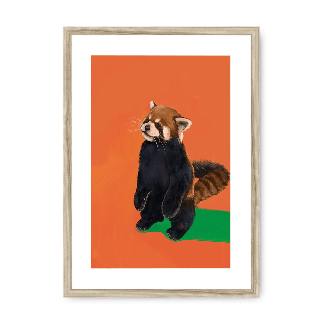 Red Panda OG Framed Print Food Fur & Feathers A3 (297 X 420 mm) / Natural / White Mount Framed Print