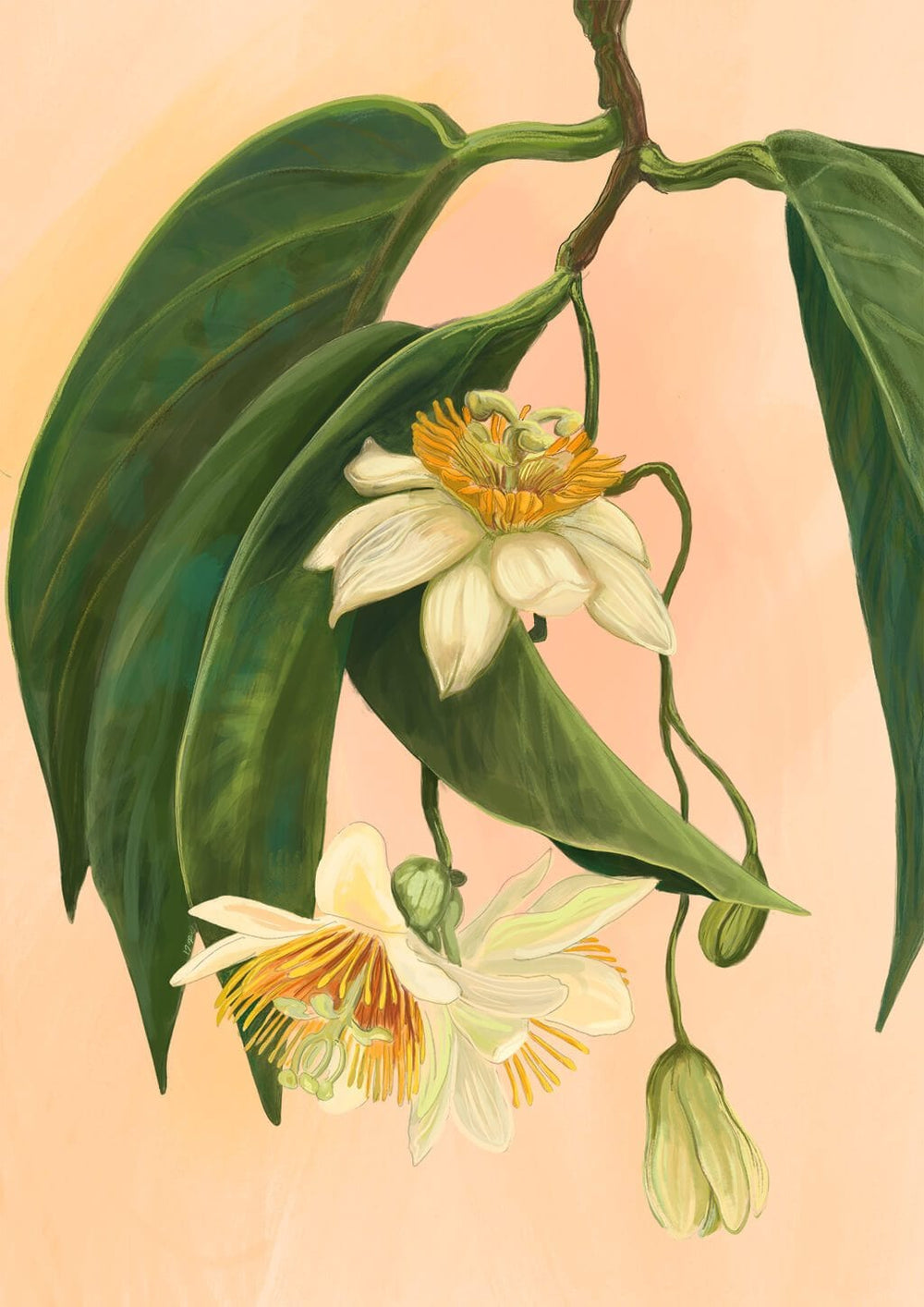 Passionflower Art Print Tree Flowers Art Print