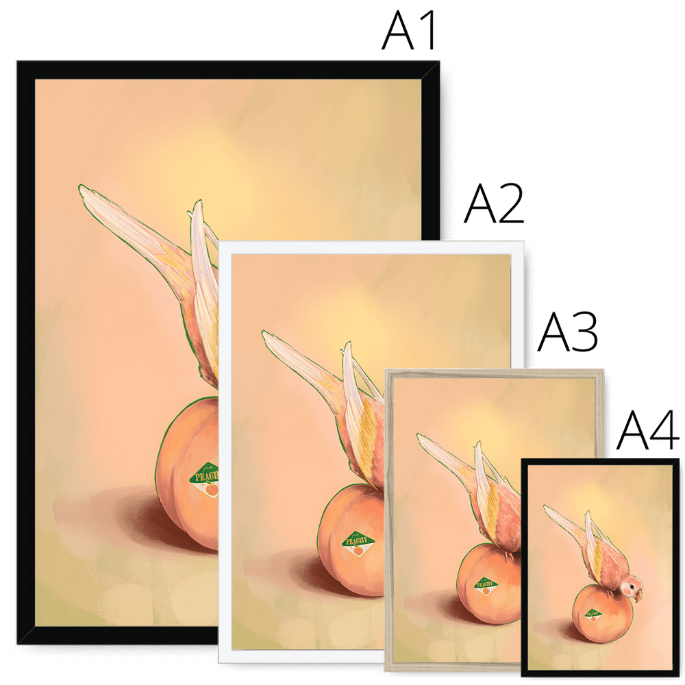 Peachy Parakeet Framed Print Sticky Beaks Framed Print