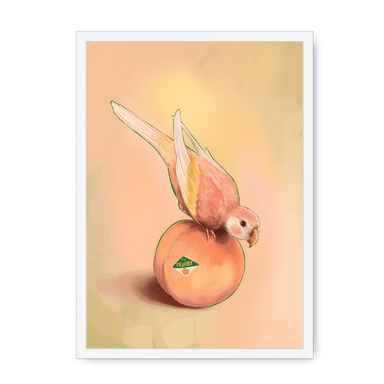 Peachy Parakeet Framed Print Sticky Beaks A3 (297 X 420 mm) / White / No Mount (All Art) Framed Print