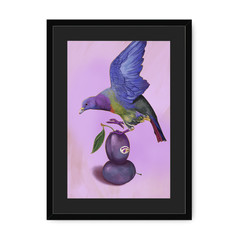 Plump Pigeon Framed Print Sticky Beaks A3 (297 X 420 mm) / Black / Black Mount Framed Print