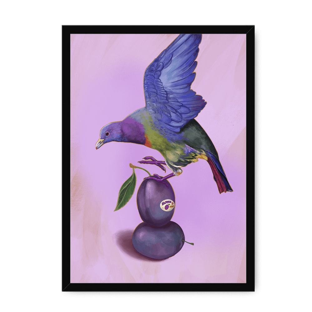 Plump Pigeon Framed Print Sticky Beaks A3 (297 X 420 mm) / Black / No Mount (All Art) Framed Print