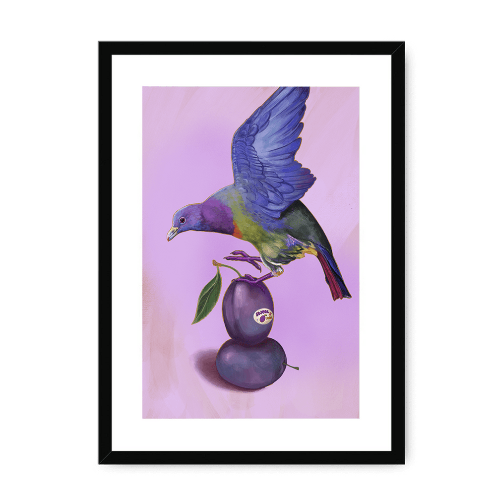 Plump Pigeon Framed Print Sticky Beaks A3 (297 X 420 mm) / Black / White Mount Framed Print