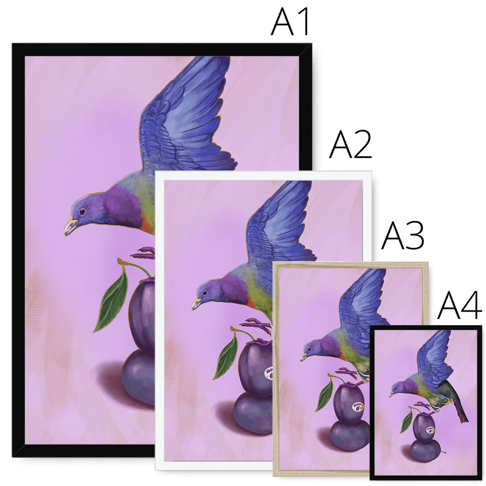 Plump Pigeon Framed Print Sticky Beaks Framed Print