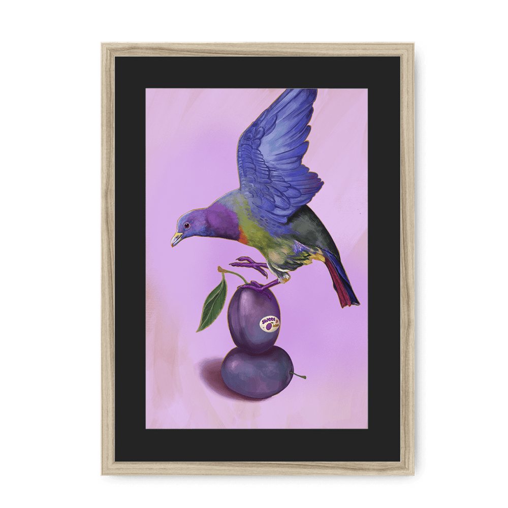 Plump Pigeon Framed Print Sticky Beaks A3 (297 X 420 mm) / Natural / Black Mount Framed Print