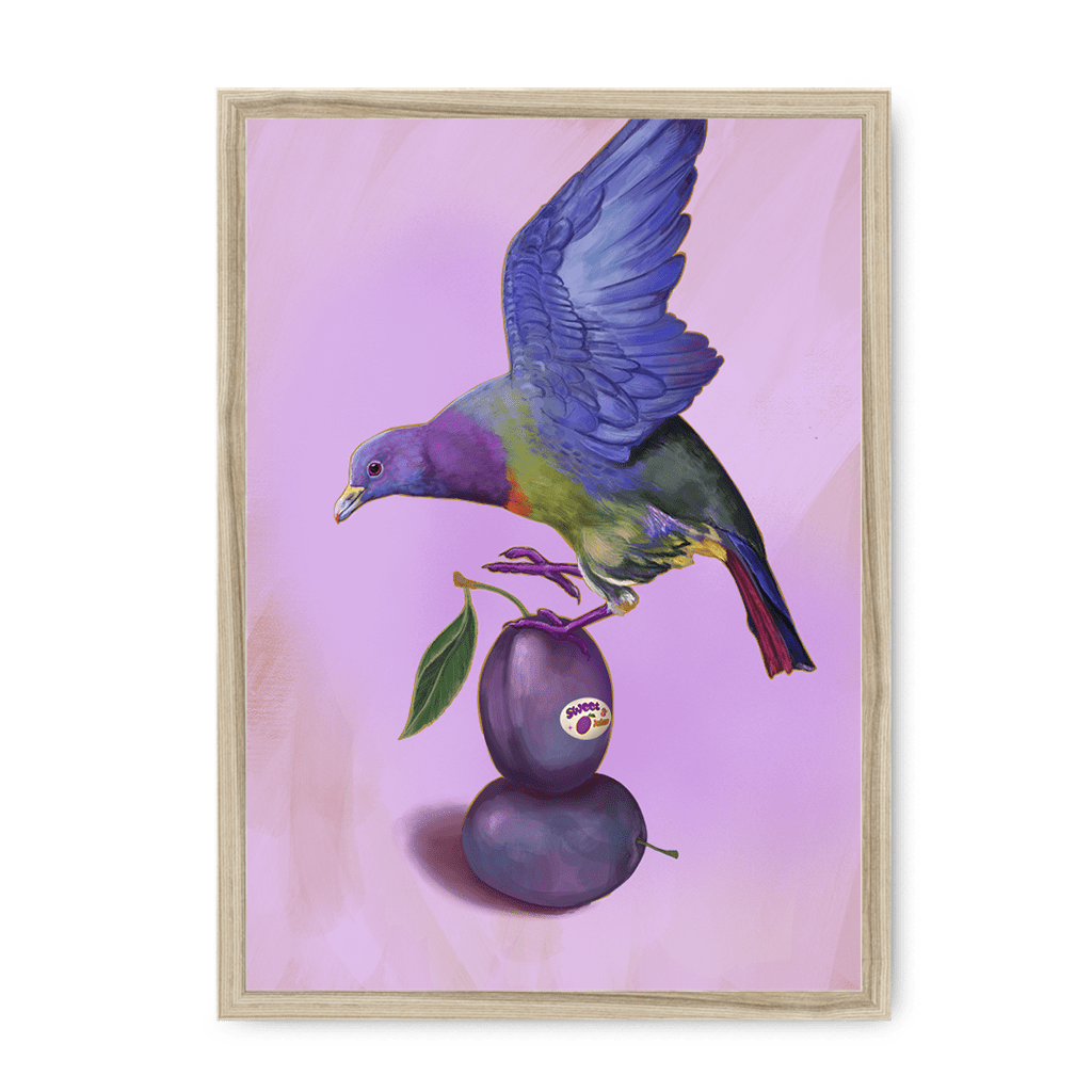Plump Pigeon Framed Print Sticky Beaks A3 (297 X 420 mm) / Natural / No Mount (All Art) Framed Print