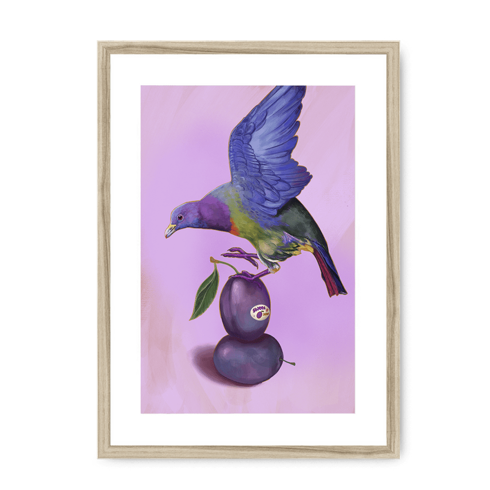 Plump Pigeon Framed Print Sticky Beaks A3 (297 X 420 mm) / Natural / White Mount Framed Print