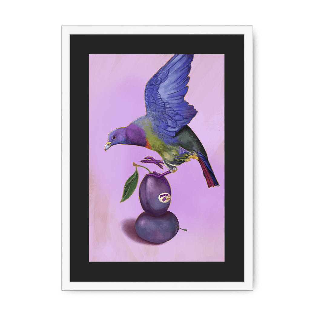 Plump Pigeon Framed Print Sticky Beaks A3 (297 X 420 mm) / White / Black Mount Framed Print