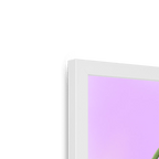 Poppies In Pink Framed Print Happy Stems Framed Print