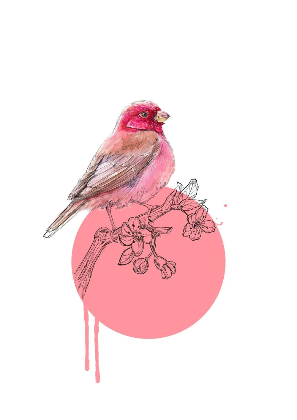 Rose Finch Giclée Art Print Drippy Birds Art Print