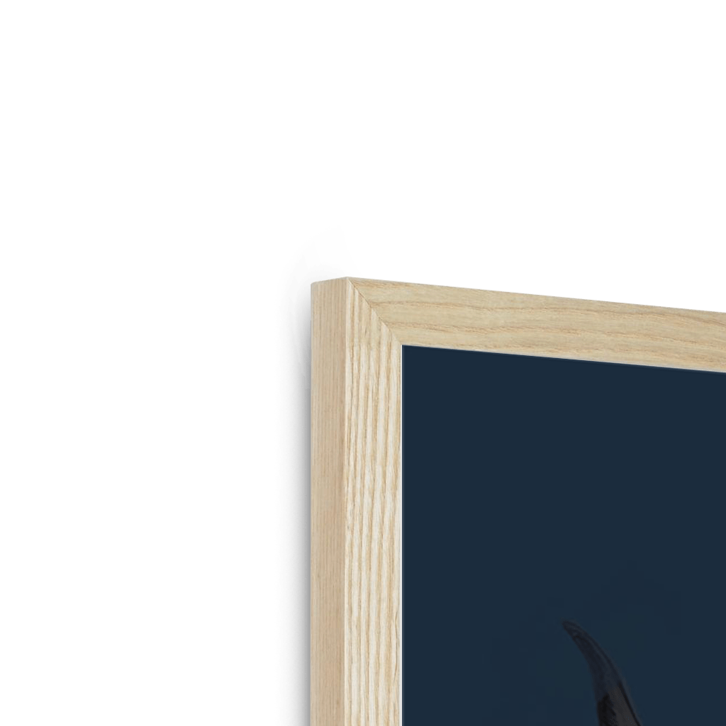 Kyloe Framed Print Food Fur & Feathers Framed Print