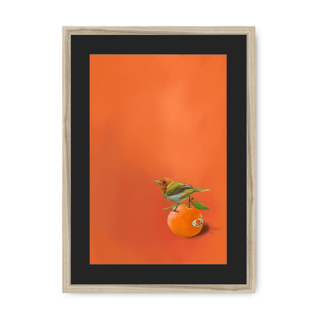 Tangerine Tanager Framed Print Sticky Beaks A3 (297 X 420 mm) / Natural / Black Mount Framed Print