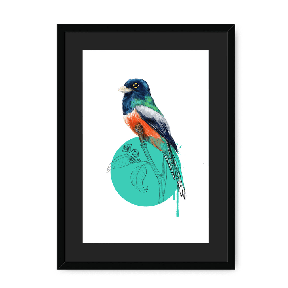 Blue Crowned Trogon Framed Print Drippy Birds A3 (297 X 420 mm) / Black / Black Mount Framed Print