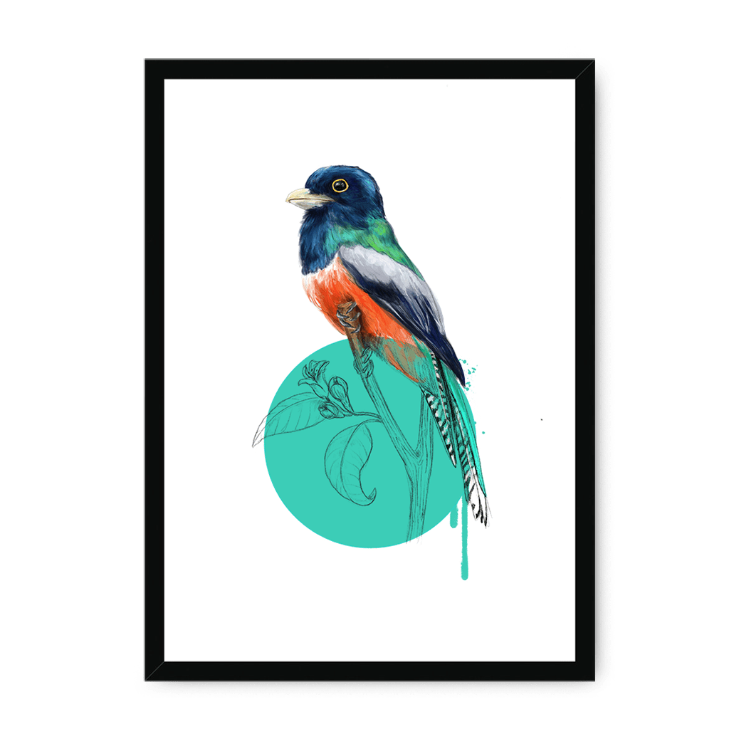 Blue Crowned Trogon Framed Print Drippy Birds A3 (297 X 420 mm) / Black / No Mount (All Art) Framed Print