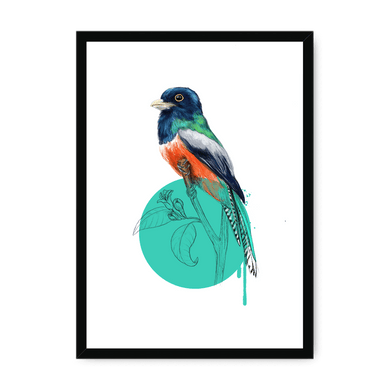 Blue Crowned Trogon Framed Print Drippy Birds A3 (297 X 420 mm) / Black / No Mount (All Art) Framed Print