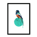 Blue Crowned Trogon Framed Print Drippy Birds A3 (297 X 420 mm) / Black / White Mount Framed Print