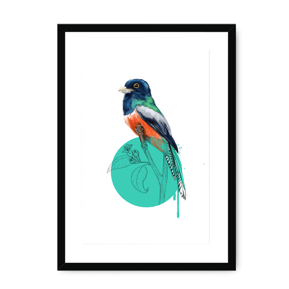 Blue Crowned Trogon Framed Print Drippy Birds A3 (297 X 420 mm) / Black / White Mount Framed Print