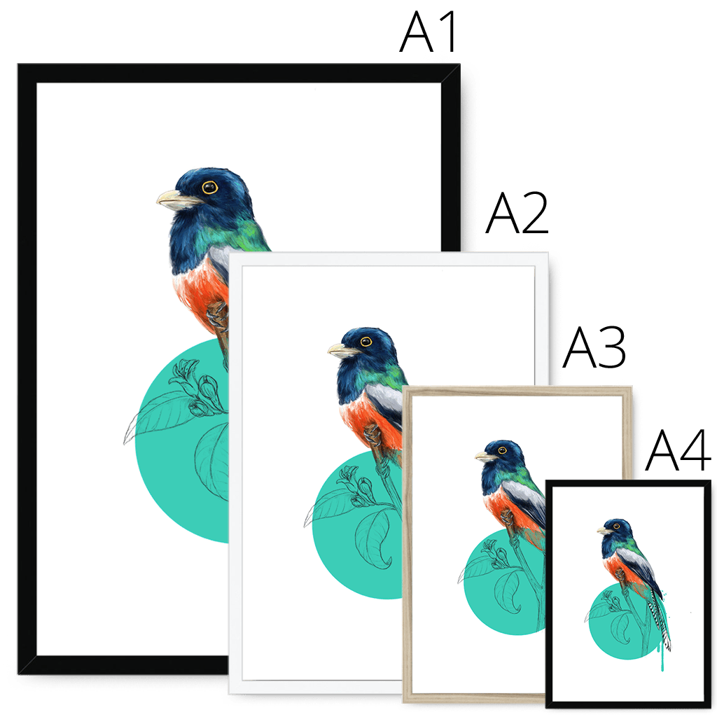 Blue Crowned Trogon Framed Print Drippy Birds Framed Print