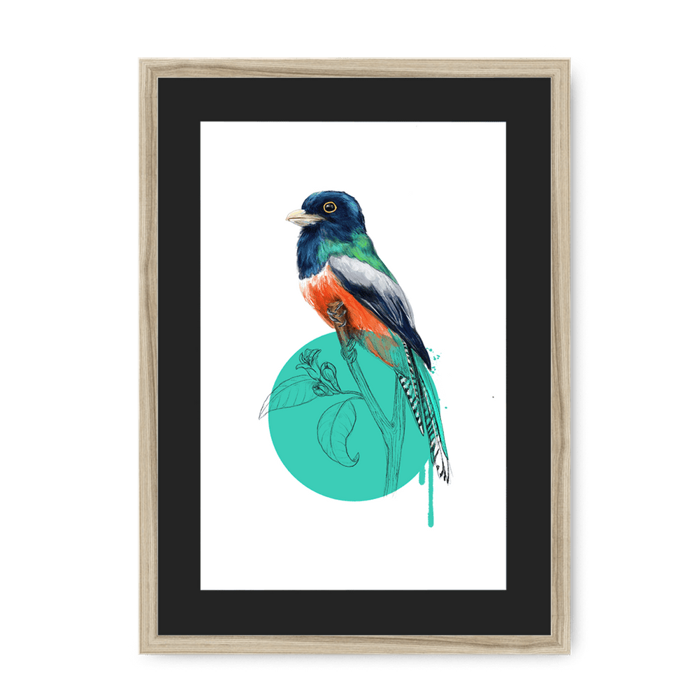 Blue Crowned Trogon Framed Print Drippy Birds A3 (297 X 420 mm) / Natural / Black Mount Framed Print