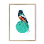 Blue Crowned Trogon Framed Print Drippy Birds A3 (297 X 420 mm) / Natural / No Mount (All Art) Framed Print