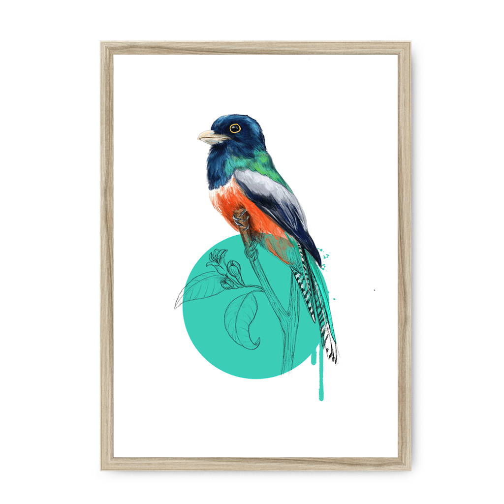 Blue Crowned Trogon Framed Print Drippy Birds A3 (297 X 420 mm) / Natural / No Mount (All Art) Framed Print