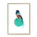 Blue Crowned Trogon Framed Print Drippy Birds A3 (297 X 420 mm) / Natural / White Mount Framed Print
