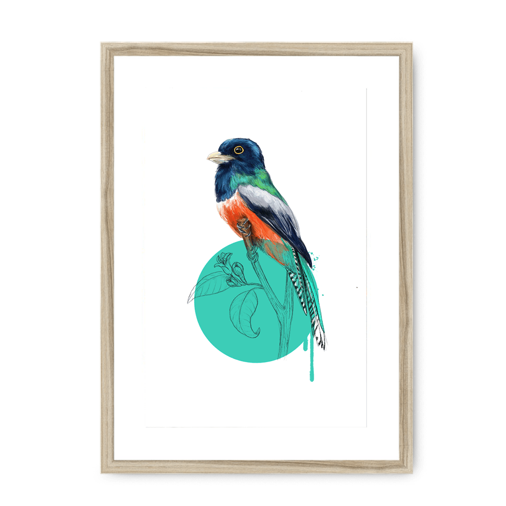 Blue Crowned Trogon Framed Print Drippy Birds A3 (297 X 420 mm) / Natural / White Mount Framed Print