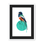 Blue Crowned Trogon Framed Print Drippy Birds A3 (297 X 420 mm) / White / Black Mount Framed Print
