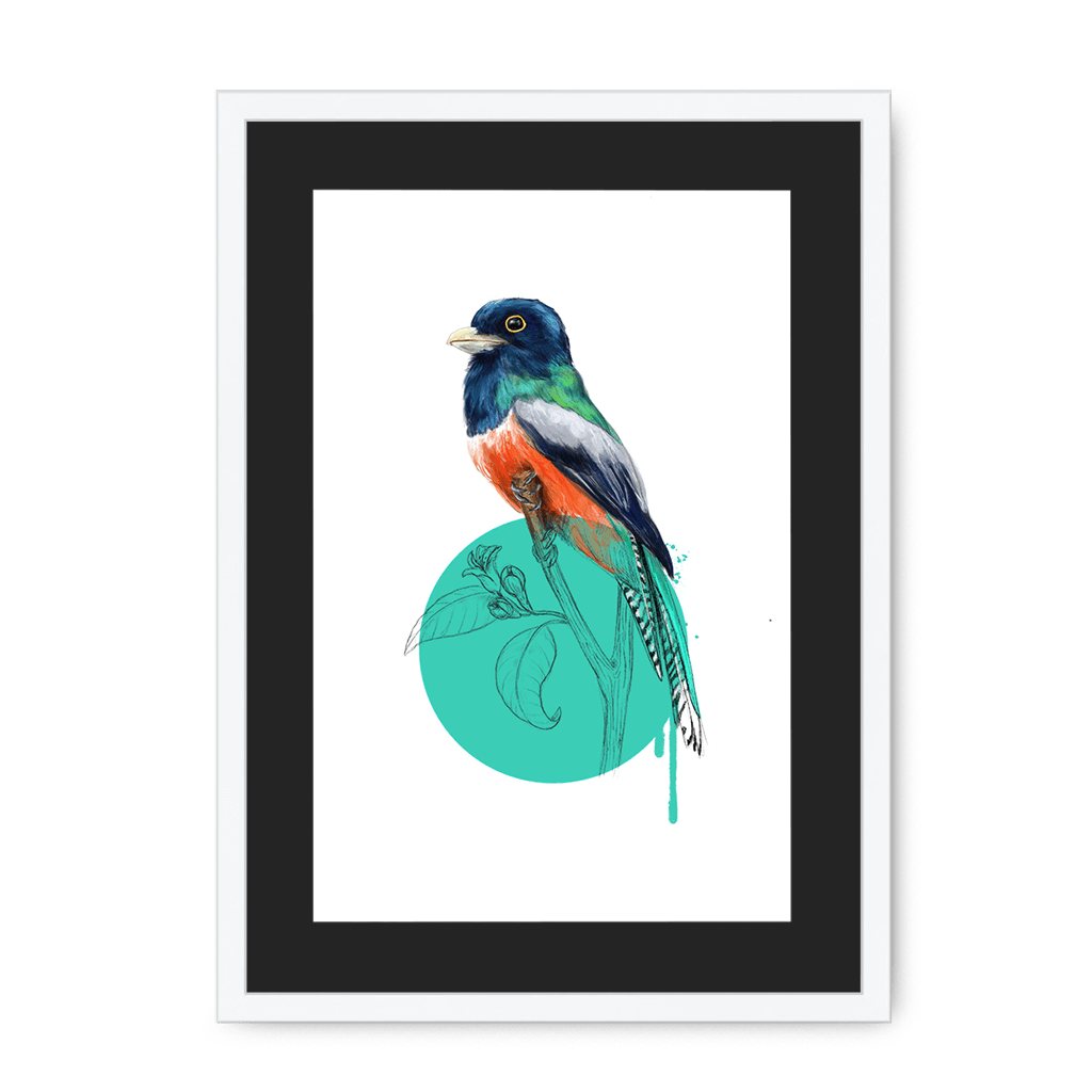 Blue Crowned Trogon Framed Print Drippy Birds A3 (297 X 420 mm) / White / Black Mount Framed Print