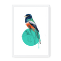 Blue Crowned Trogon Framed Print Drippy Birds A3 (297 X 420 mm) / White / No Mount (All Art) Framed Print