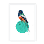 Blue Crowned Trogon Framed Print Drippy Birds A3 (297 X 420 mm) / White / No Mount (All Art) Framed Print