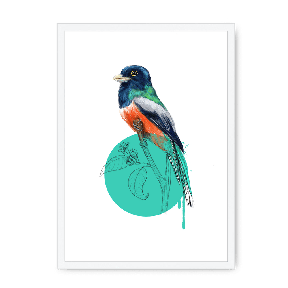 Blue Crowned Trogon Framed Print Drippy Birds A3 (297 X 420 mm) / White / No Mount (All Art) Framed Print