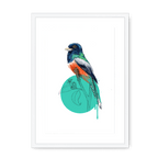 Blue Crowned Trogon Framed Print Drippy Birds A3 (297 X 420 mm) / White / White Mount Framed Print